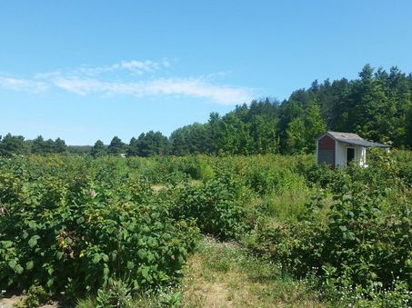 A large field of raspberry bushes in Norther Michigan.